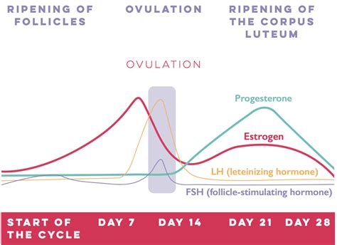 The Female Menstrual Cycle 101 | The Nourishing Way