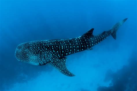 Swimming with Whale Sharks in The Philippines - Oslob and Donsol - STINGY NOMADS