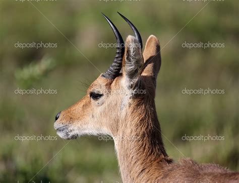 Mountain Reedbuck Antelope — Stock Photo © fouroaks #36941077