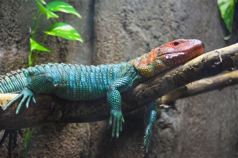 CAIMAN LIZARD Dracaena guianensis ©Laura Quick ... | animals, animals, animals in 2021 | Caiman ...