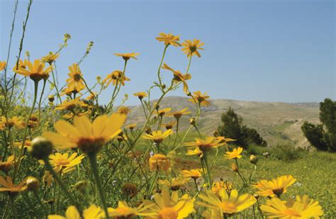 Blooming on the Judean Desert hills - Israel Culture - The Jerusalem Post