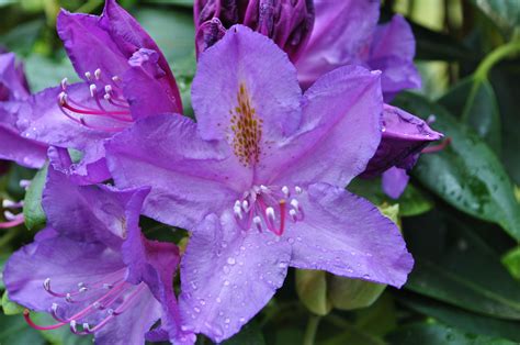 Rhododendron macrophyllum, state flower of Washington