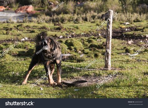 Tibetan Mastiff Getting Very Angry Barking Stock Photo 626034461 ...