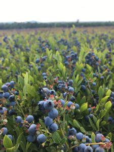 Wild Blueberry Concentrations: Antioxidants, Vitamins and Minerals - Cooperative Extension ...