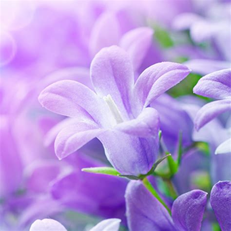 App Insights: Lilac Flowers Live Wallpaper | Apptopia