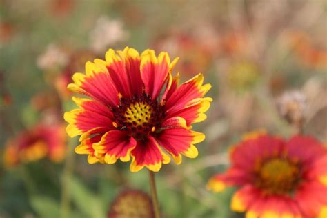 Buy Gaillardia flower Seeds - BloomyBliss