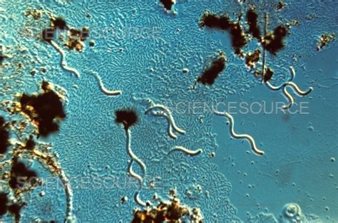 Spirilla Bacteria | Stock Image - Science Source Images