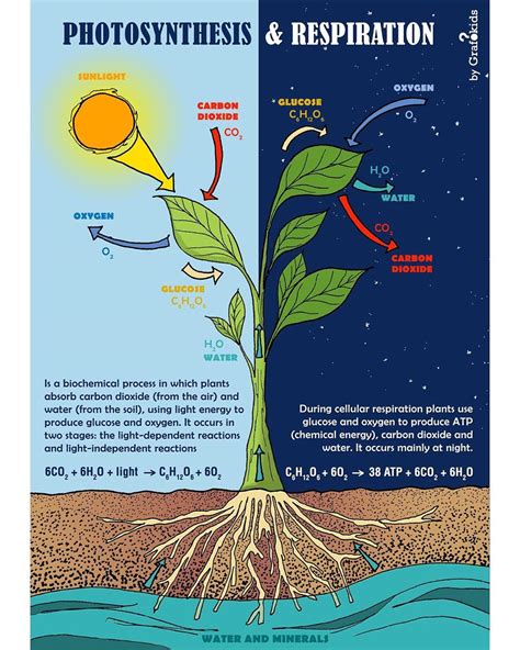 Do Plants Break Down Glucose To Obtain Energy