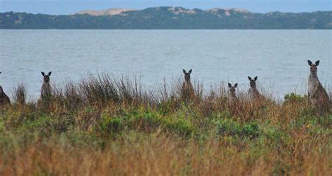 Coorong National Park Wildlife South Australia