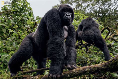 Virunga National Park's Gorillas Rebound In The Wake Of Tragedy