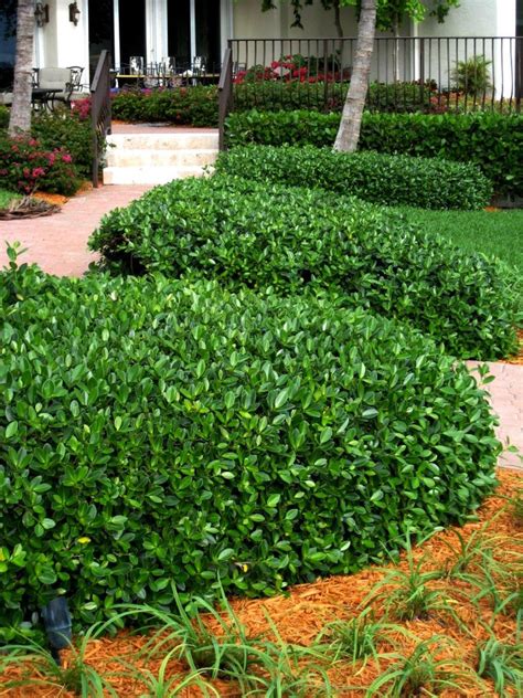 Ficus Microcarpa/Green Island Ficus