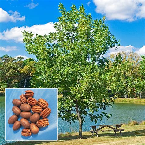 Hardy Pecan Tree | Henry Field's Seed & Nursery Co.