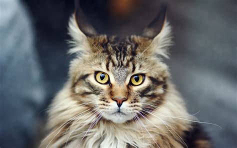 Maine Coon cat wallpaper | 2560x1600 | #58783