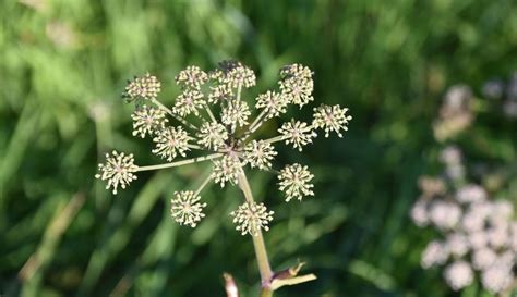 Control Poison Hemlock Early In The Spring - Hobby Farms