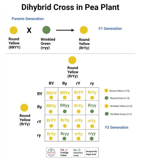 Dihybrid Cross- Definition, Steps and Process with Examples