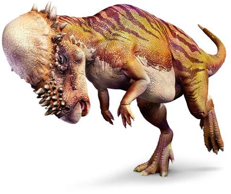 Pachycephalosaurus butted heads like modern day rams do. Luckily they had very thick skulls ...