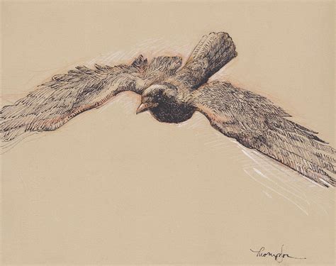 Crow in Flight Drawing by Tracie Thompson - Fine Art America