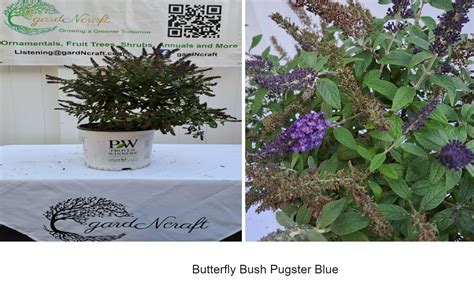 Butterfly Bush “Pugster Blue’