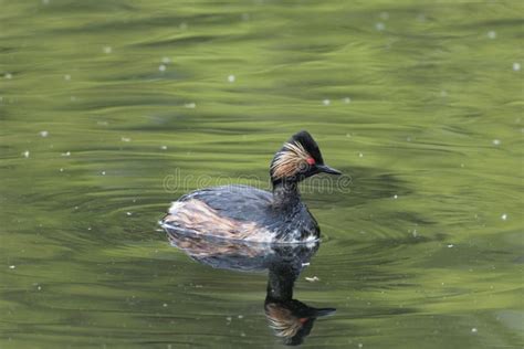 Black-necked Grebe Podiceps Nigricollis Stock Image - Image of lake, black: 115248883