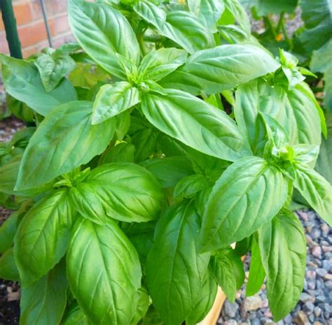 How to Care for Sweet Basil - Dengarden