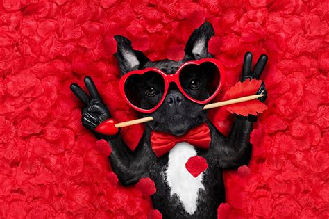 Wallpaper Bulldog Valentine's Day Dogs Heart Funny Fingers Bow tie eyeglasses Animals Red ...