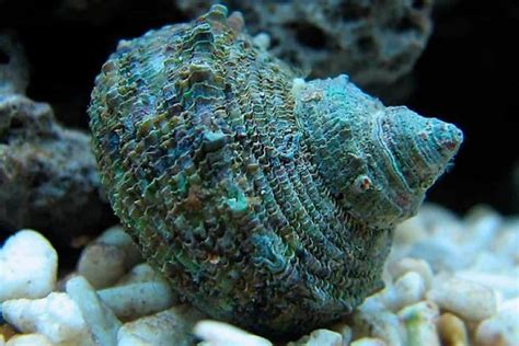 List of Saltwater Aquarium Snails: Pros and Cons - Shrimp and Snail Breeder