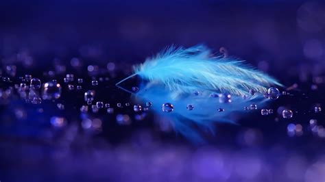 Feather Wallpapers - Top Free Feather Backgrounds - WallpaperAccess