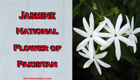 Jasmine: National Flower of Pakistan | Meaning of the Jasmine