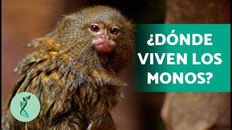 ¿Cuántos TIPOS de MONOS hay? 🐒 (Características, Hábitat, Alimentación y Comportamiento del Mono ...