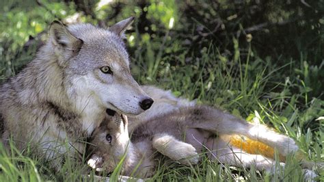 Cute Wolf Pup Wallpaper