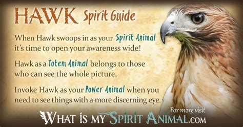 Hawk Symbolism & Meaning | Spirit, Totem & Power Animal