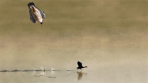 Caza de anátidas con halcones peregrinos: el picado más veloz de la ...