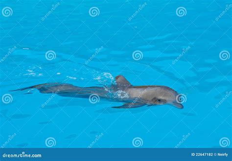 Dolphin Swimming in Blue Water Stock Photo - Image of grey, close: 22647182