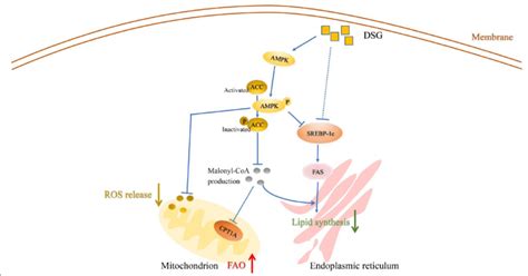 Diosgenin ameliorates palmitic acid-induced lipid accumulation in LO2... | Download Scientific ...