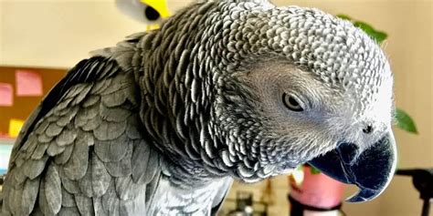 African Grey Parrot Lifespan | Hutch and Cage