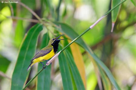 Olive-backed Sunbird – Joe Fuhrman Photography