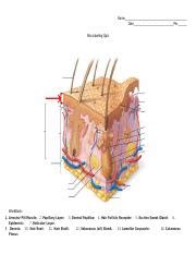 Blank Skin Label Quiz.docx - Name Date Per. Skin Labeling Quiz WordBank ...