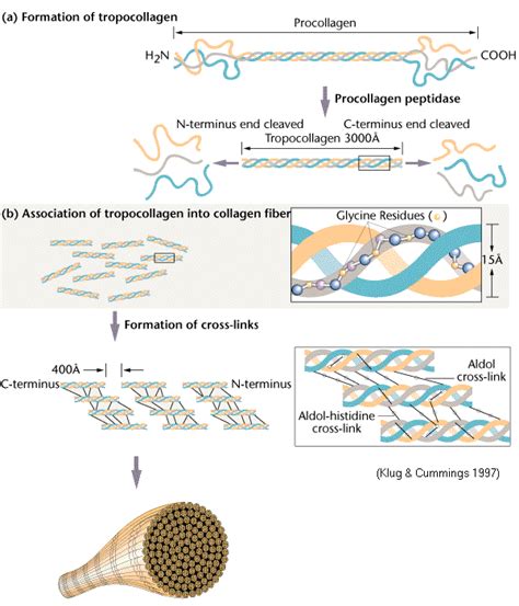 Collagen structure