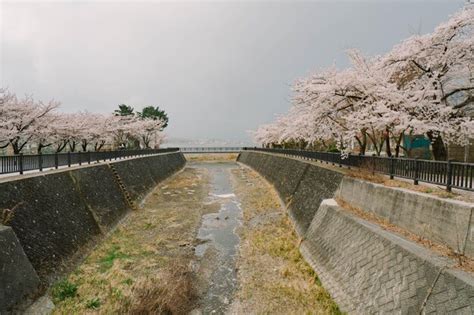 Premium Photo | Mt fuji and cherry blossom at lake kawaguchiko