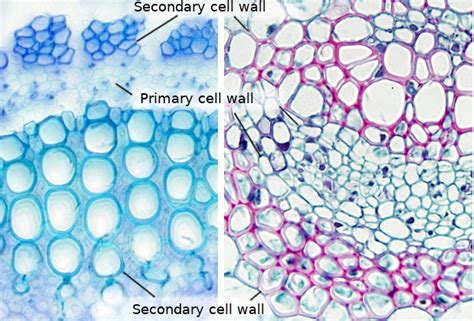 The cell. More information. Cell wall. Atlas of Plant and Animal Histology