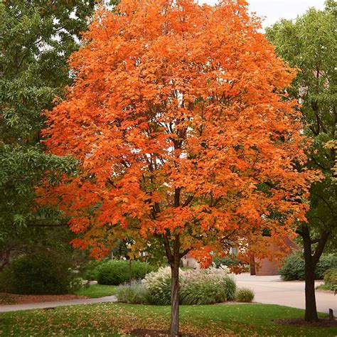 Sugar Maple tree for Sale at Arbor Day's Online Tree Nursery - Arbor ...