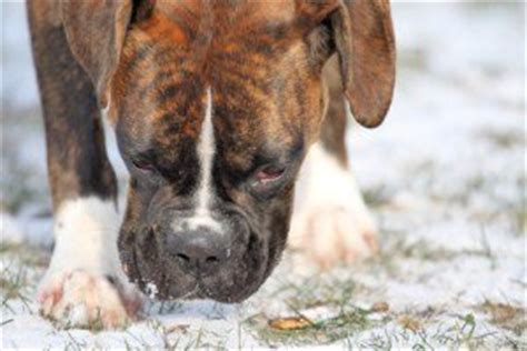 Boxer Dog Names | Male and Female | Breed Specific