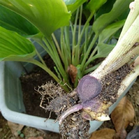 Inilah Khasiat Pokok Kunyit Hitam Dan Cara Menanamnya Yang Mudah - Petua Ibu