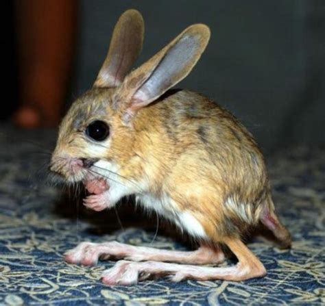 Long-eared Jerboa - Habits, Fun Facts, Pictures and Other Information ...