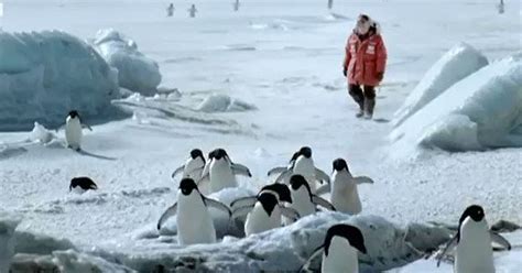 BBC: Flying Penguins