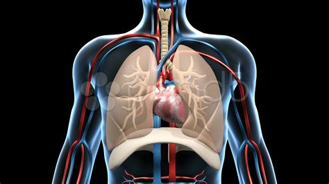 Respiratory Vs Cardiovascular System