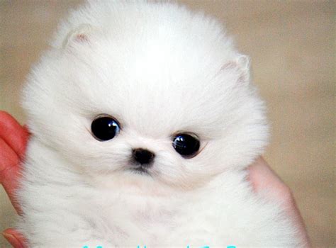 OnceUponATeaPup: Hanna... Teacup White Pomeranian Female.