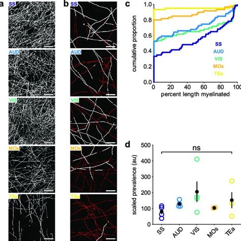 PV axon myelination patterns are consistent across cortical regions. a ...