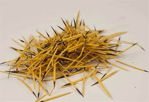 Cheap Porcupine Quills, find Porcupine Quills deals on line at Alibaba.com