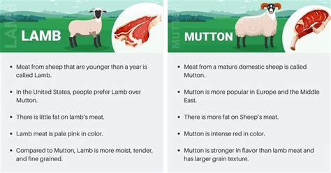 Lamb vs Sheep: Top 4 Key Differences Explained